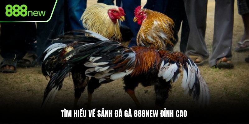 Tìm hiểu về sảnh đá gà 888NEW đỉnh cao 