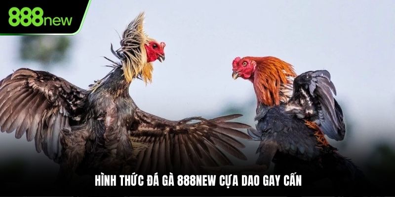 Hình thức đá gà 888NEW cựa dao gay cấn