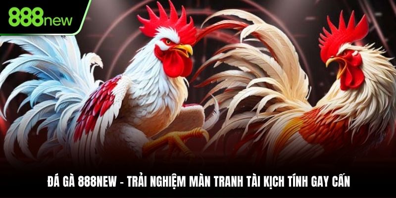 Đá Gà 888NEW