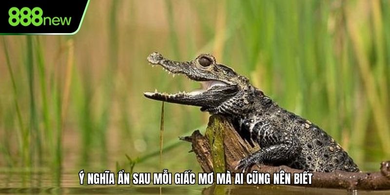 Ý nghĩa ẩn sau mỗi giấc mơ mà ai cũng nên biết