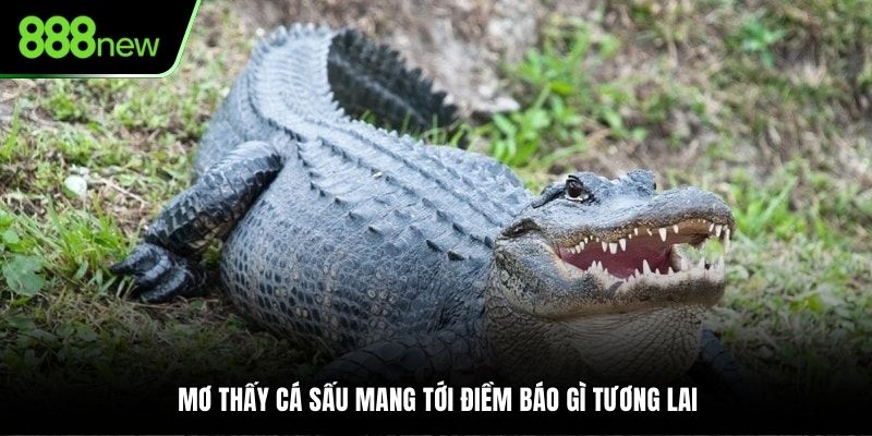 Mơ thấy cá sấu mang tới điềm báo gì tương lai