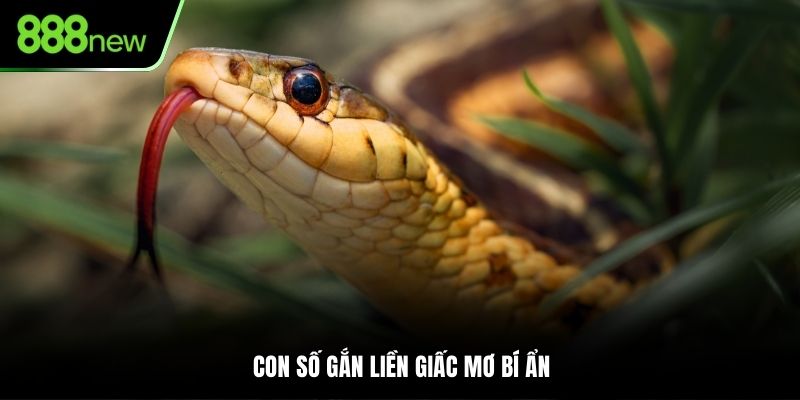 Con số gắn liền giấc mơ bí ẩn
